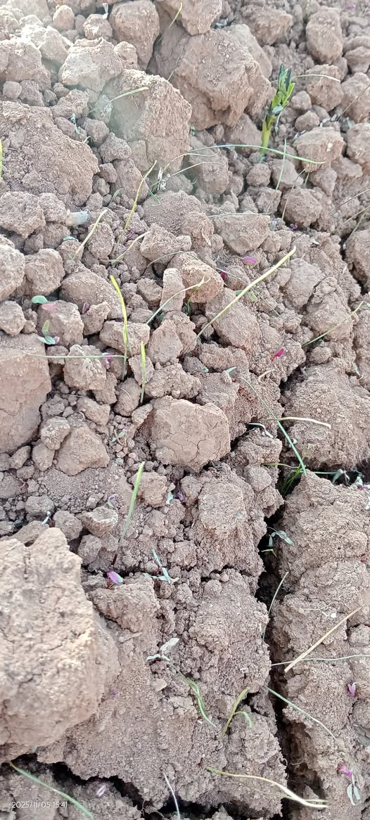 السلام عليكم هل يوجد مبيد حشايش للمعه ده